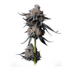Gorilla Glue #4, Фасовка: 5
